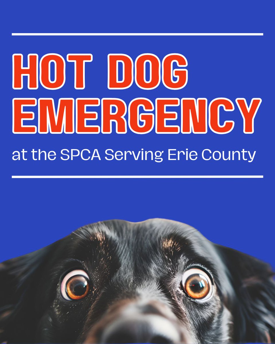 Hot dog emergency!

The pups at the SPCA Serving Erie County are running low on one of their favorite treats. We use hot dogs in small pieces for training, enrichment, and just to make their day a little brighter.

You can help by donating any brand of hot dogs!
