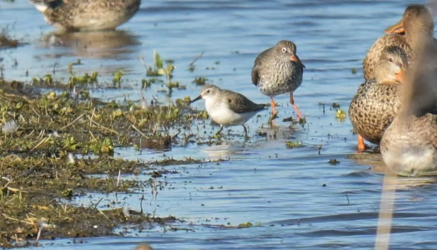 stuart j mundy tweet media