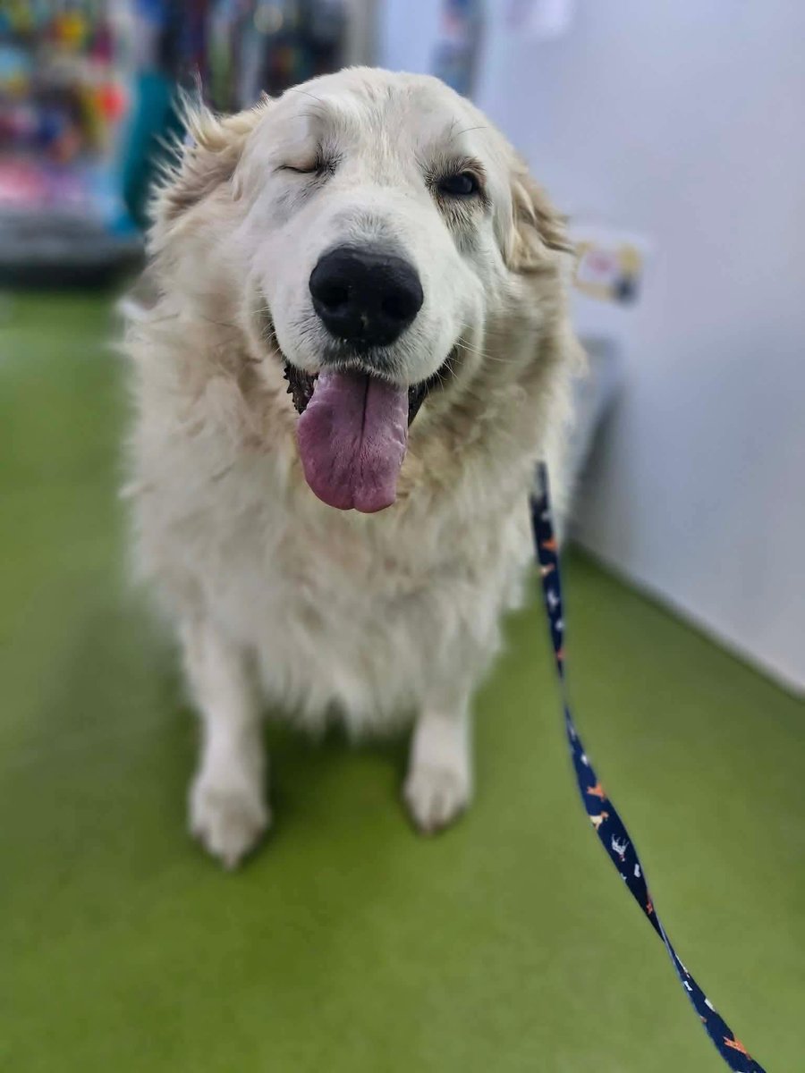 EverMore Dog Rescue tweet media