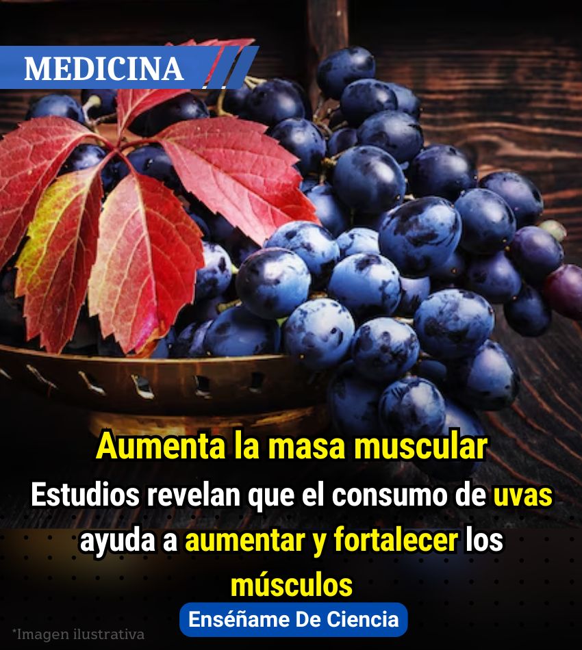 Otro estudio menciona que el consumo de uva protege la piel contra los rayos ultravioleta gracias a su contenido en polifenoles. Sin embargo, la sorpresa llega con la tercera investigación, publicada en la revista Nature Scientific Reports. En donde menciona que las uvas tienen