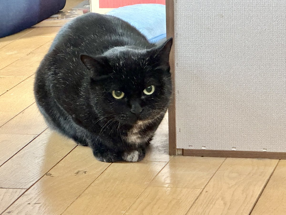 おしとやかなレディ #猫写真 #猫のいる暮らし #黒猫