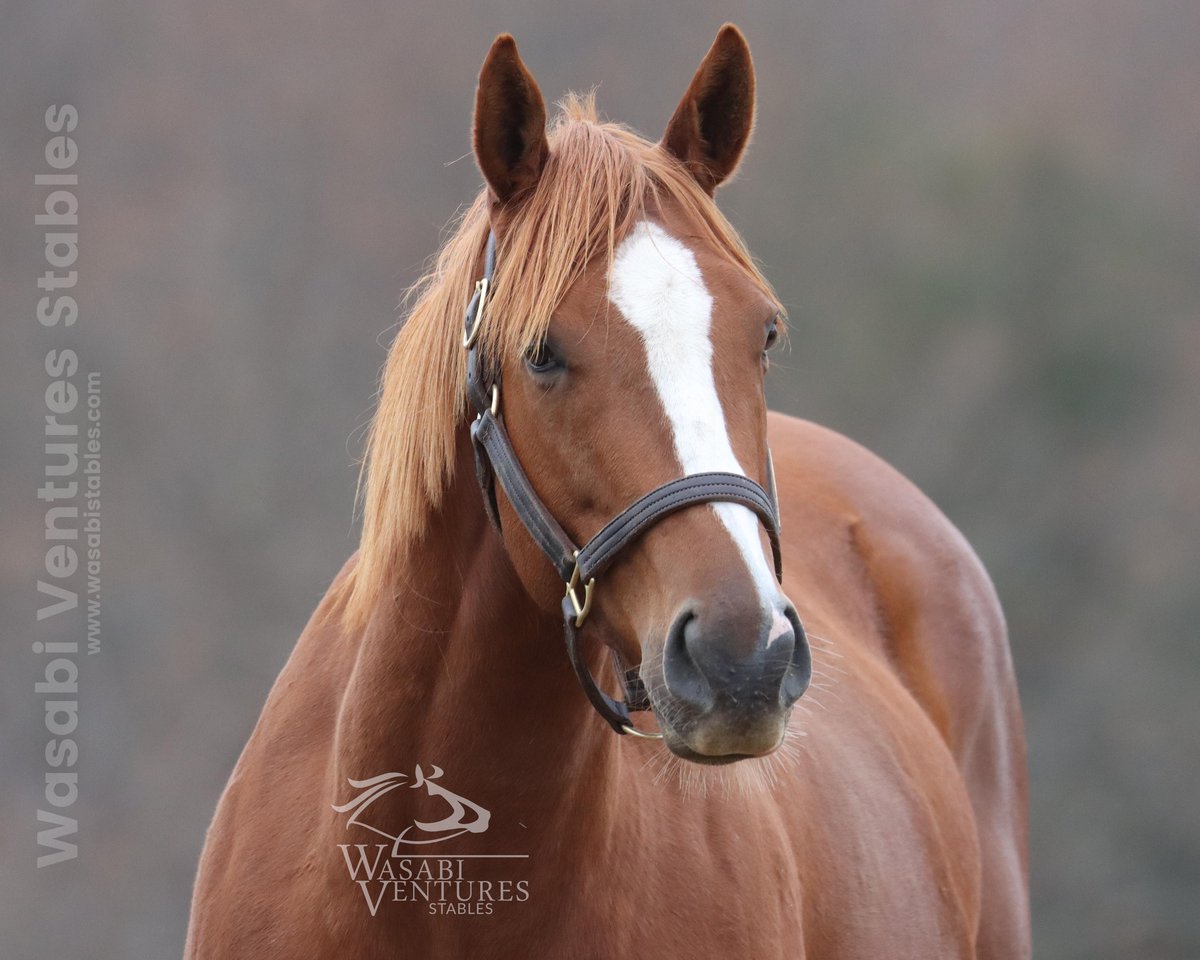 WV Stables tweet media