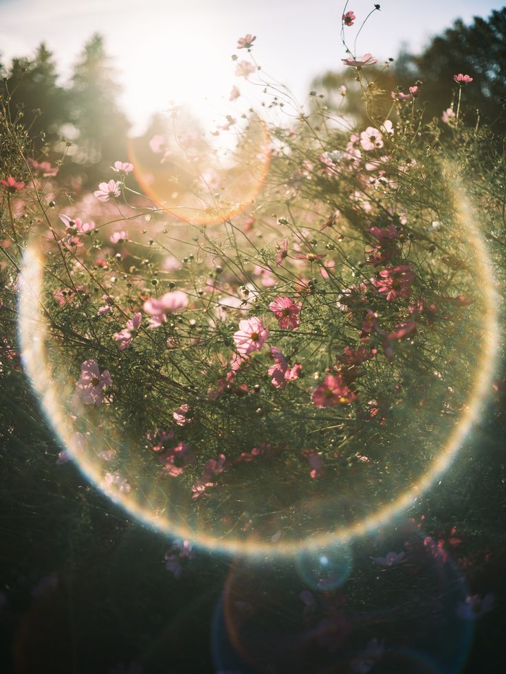 only aesthetic tweet media