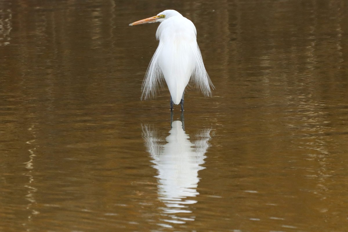 ３月になりました。

#日本野鳥の会ひょうご の2026年３月の探鳥会（野鳥観察会）のご案内はこちらです。
　　　　　　　　　　↓
wbsj-hyogo-2.sakura.ne.jp/event/mar2026/

会員・非会員を問わず、どなたでもご参加いただけます。１部、事前申込制の探鳥会もありますので、ご注意ください。