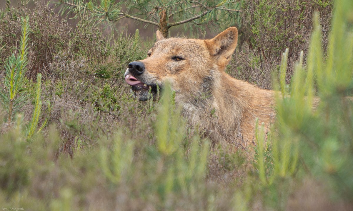 #TongueOutTuesday

Wolf Bram - The Netherlands
wolvenutrecht.nl/oh-wat-een-wol…

Copyrights: Ramon van Bentum