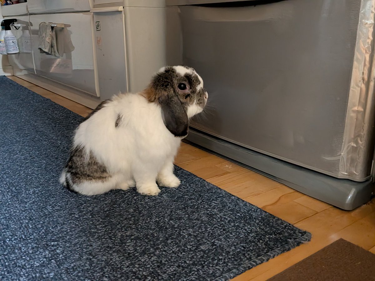 もも♀🍑@うさぎパパ (@momorabbit21) / Posts / X