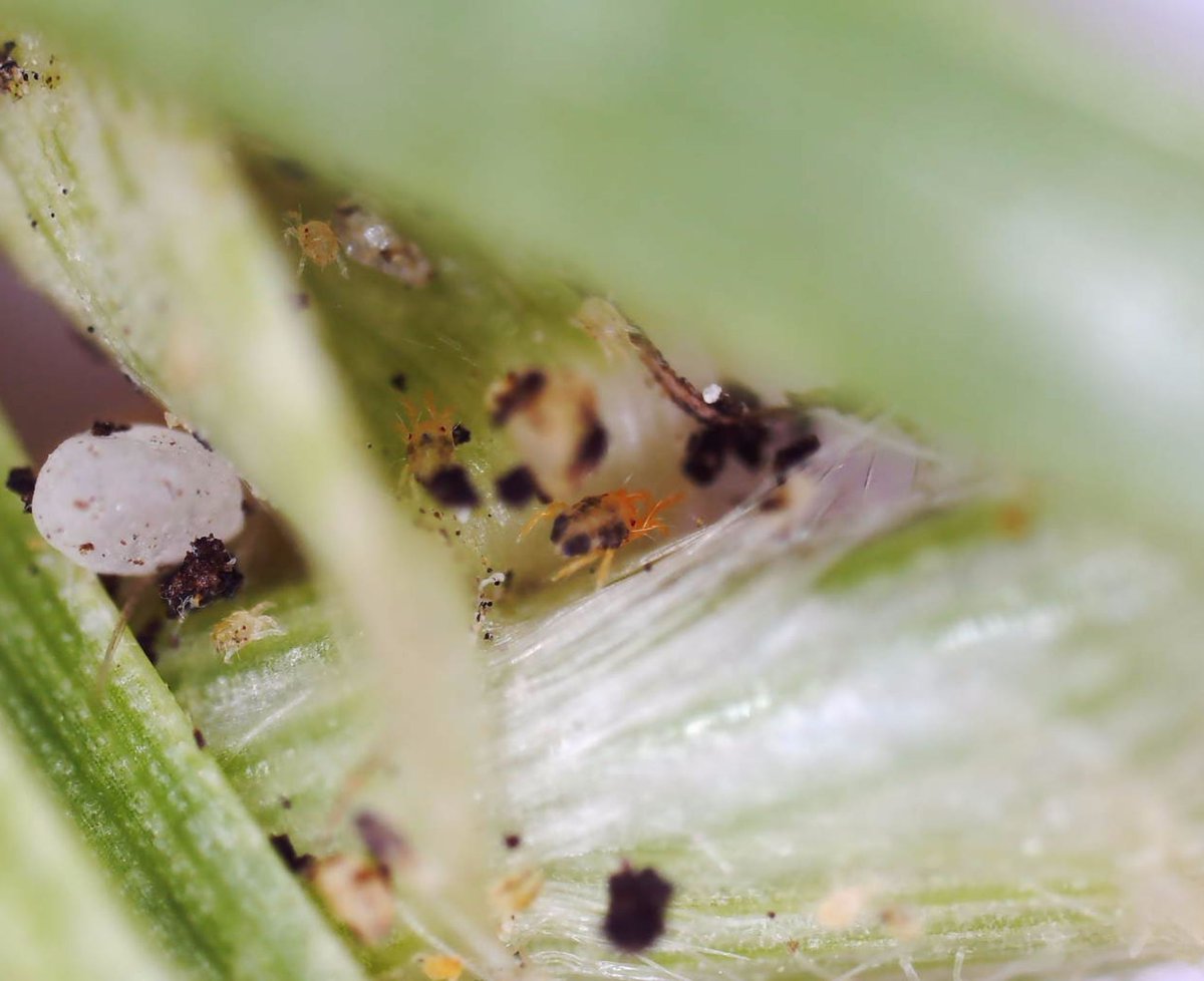 Living Turf tweet media