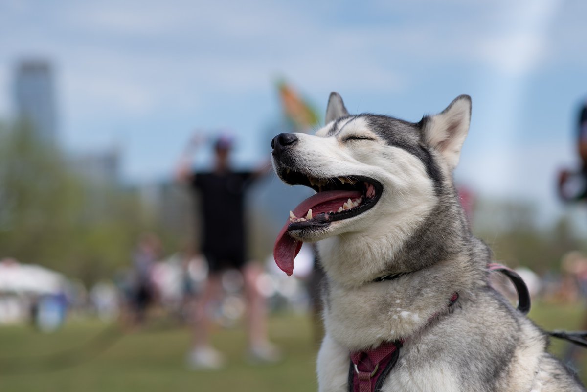 ABC Kite Fest tweet media