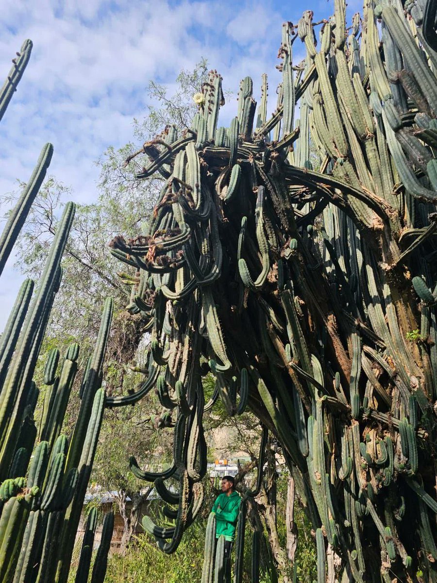 FatherMcKennaa's tweet image. You can buy this cactus at Home Depot for $15. It contains mescaline — the same psychedelic compound as peyote.

This one is growing wild near Quito, Ecuador. Likely over a hundred years old. San Pedro grows a foot per year. Peyote takes 10-15 years to grow a single button.

Its