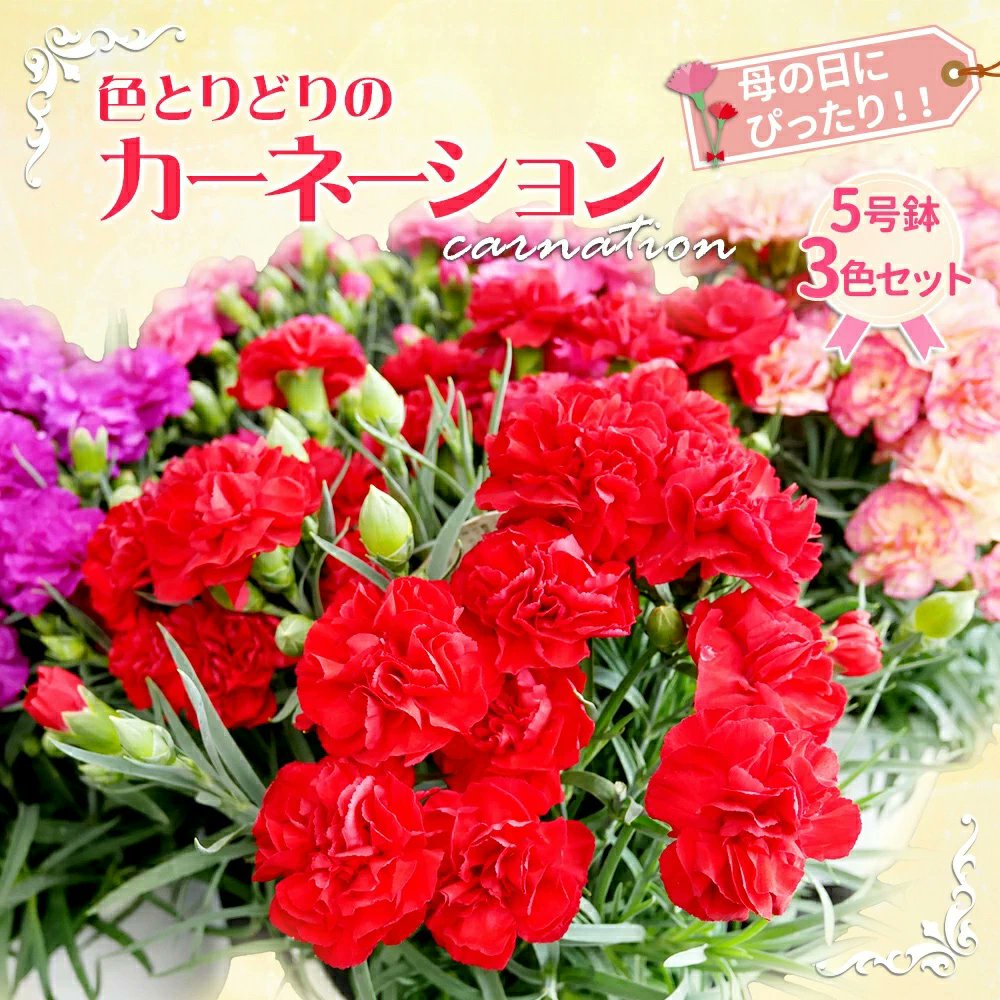 茨城県鹿嶋市ふるさと納税【公式】 tweet media