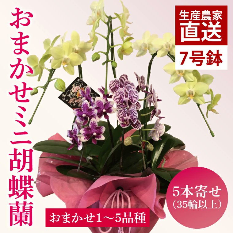 茨城県鹿嶋市ふるさと納税【公式】 tweet media