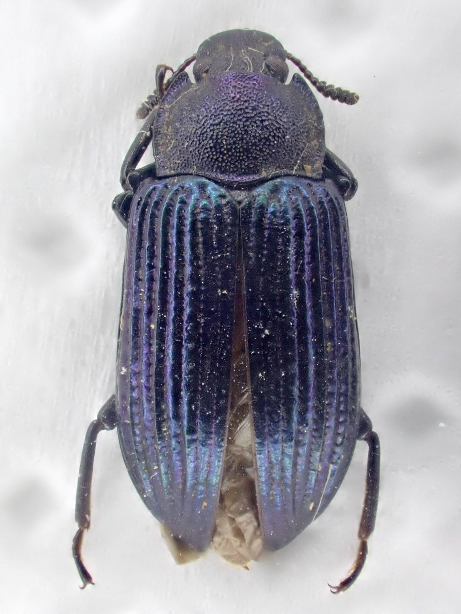 Damaster & Carabus (@DamasterCarabus) / Posts / X