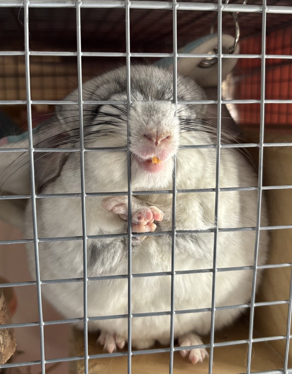 Post by .hexa on X: 🐭おふぁよ〜