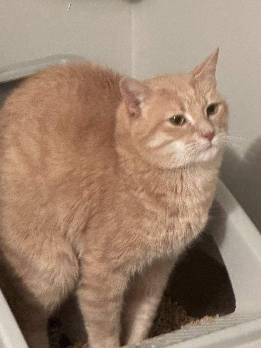 scapestruggles's tweet photo. happy cat shitting tuesday

here’s jim https://t.co/3Tk7Wp5jQw
