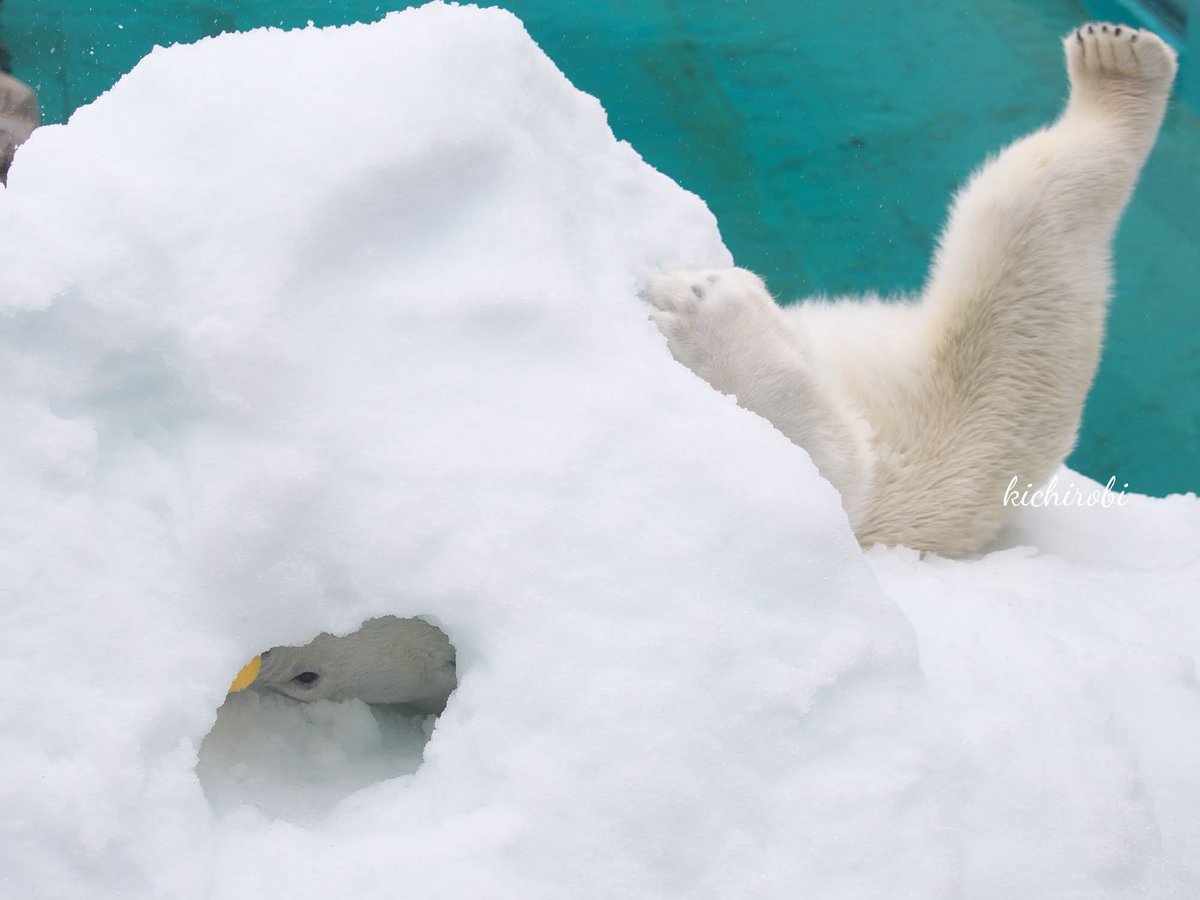実はゆめちゃんの方が
お転婆なんじゃないかと……

#ゆめ　#ユメ　#polorbear #ホッキョクグマ　#シロクマ #王子動物園 #神戸市立王子動物園