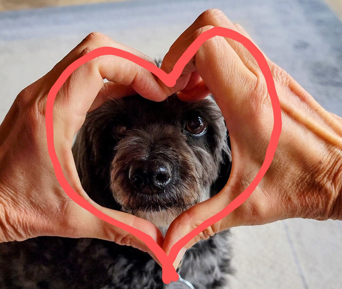 Dog Aging Institute tweet media