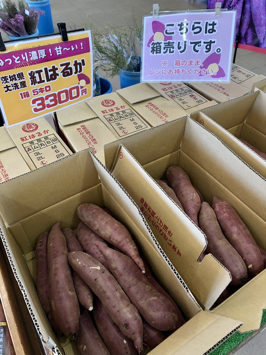 紅はるか