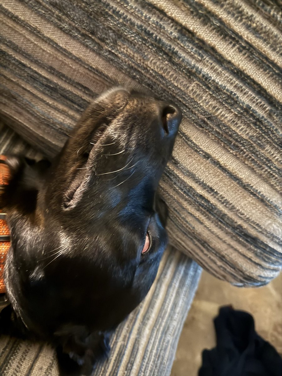Ridiculous creature