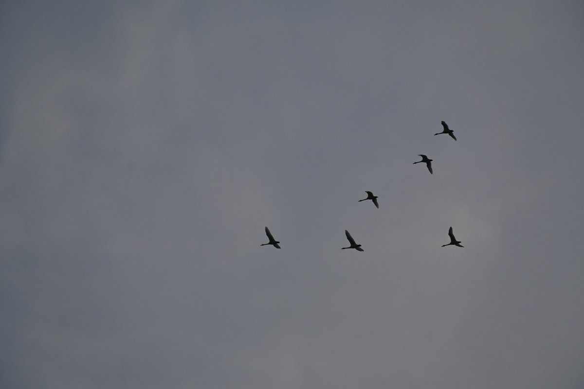 Nikon Zfc 
NIKKOR Z DX 18-140mm F3.5-6.3 VR
渡り鳥
#Nikon #Zfc #snap #photography #Akita