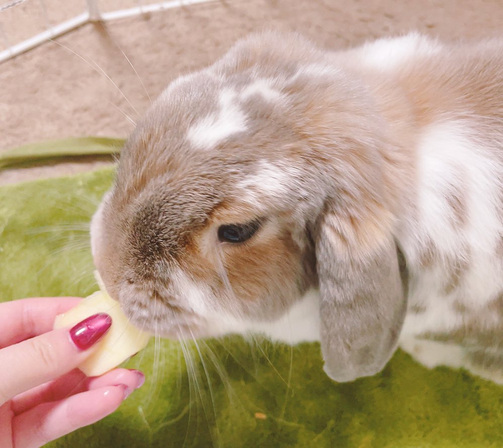komugirabbit64's tweet photo. うさぎの日忘れてた🐰こむぎは元気に毎日もりもり食べてます☘️ https://t.co/RLUx2maG8L