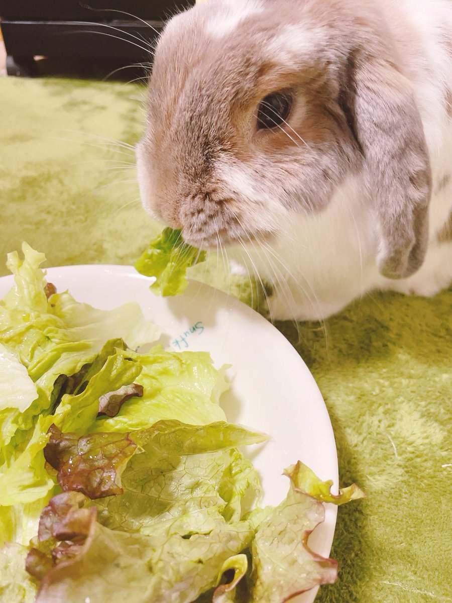 komugirabbit64's tweet photo. うさぎの日忘れてた🐰こむぎは元気に毎日もりもり食べてます☘️ https://t.co/RLUx2maG8L
