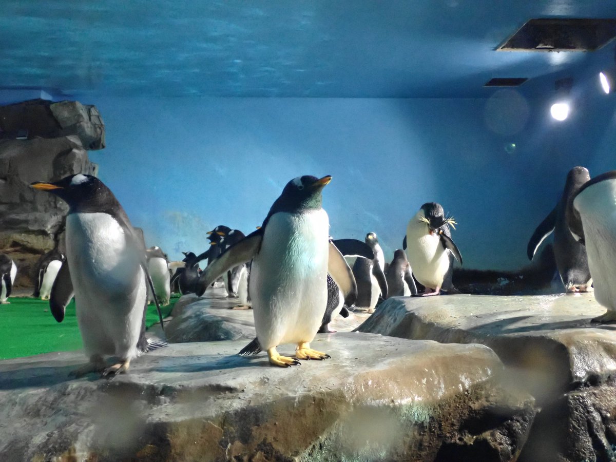 ペンギン展示場の工事が終了し、本日3月4日からペンギンの展示を再開