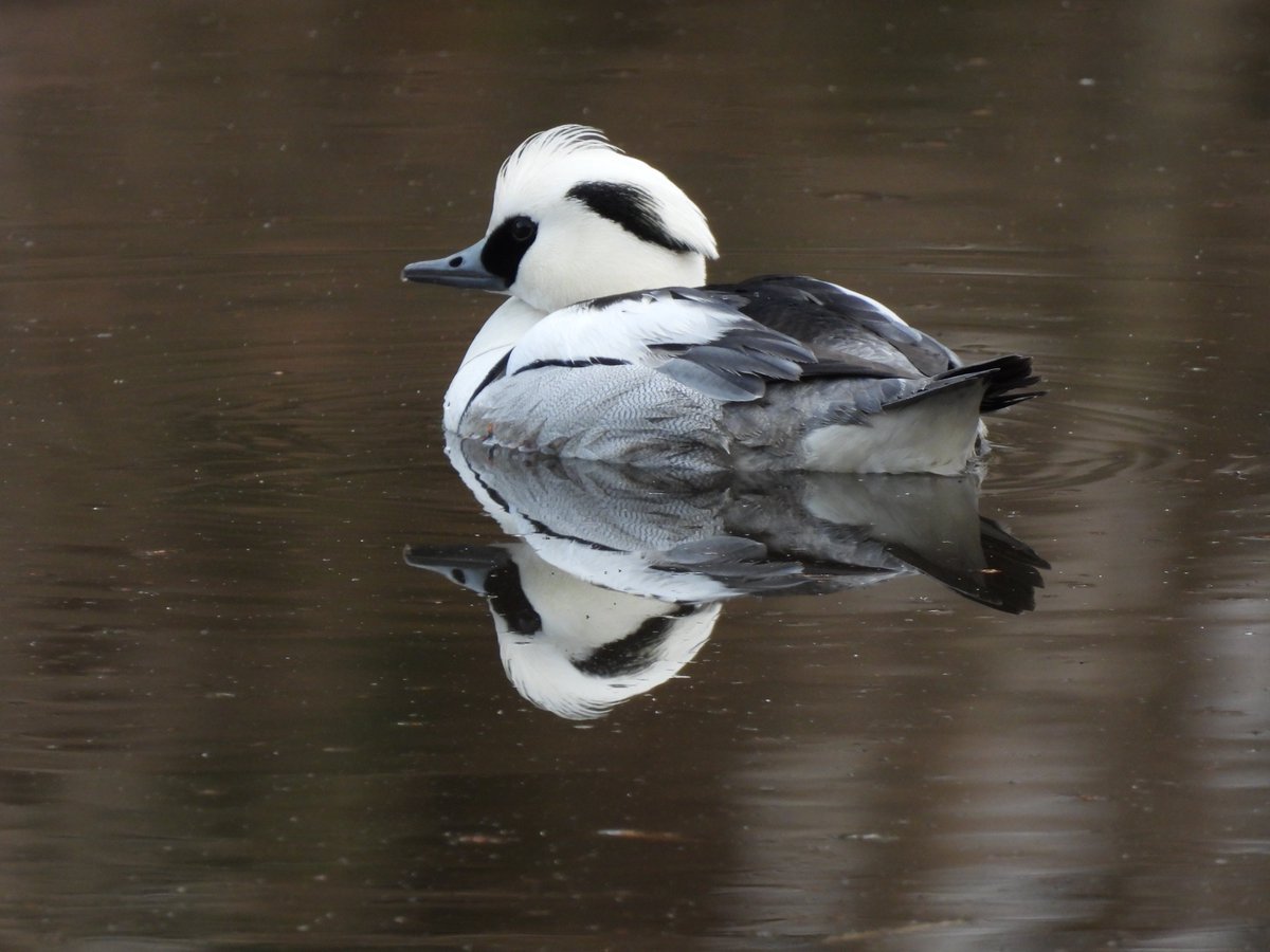 gomadowf_bird's tweet photo. スイスイ水曜日。
もうすぐ帰っちゃうんだろうな…
#ミコアイサ
#smew
#とりかわいいね https://t.co/EFhAo2O7oY