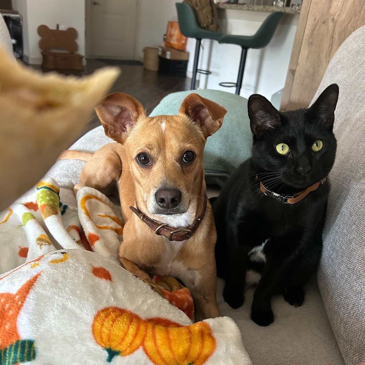 NOT_CFJ's tweet photo. Can you Foster One or More of these Seven Sweethearts when their owner is deployed?
To foster one please complete this form: https://t.co/KQursaCp0L
NOTE: Owner covers all expenses
@PACTforAnimals
#FosterHero #MilitaryPets #FosterLove #SupportOurTroops #TexasPets https://t.co/T6OrHyxZJZ