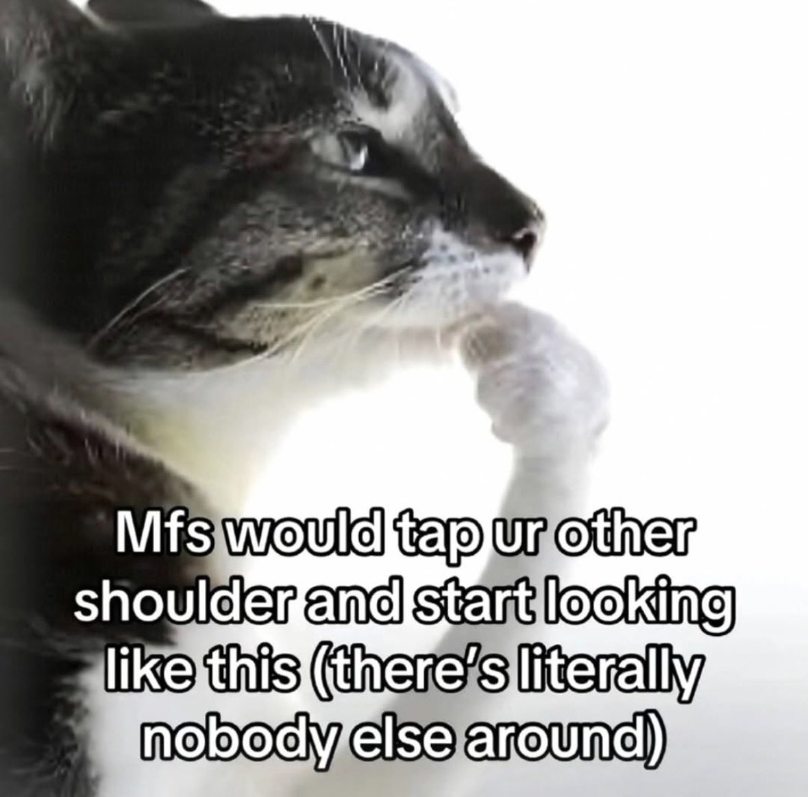 LiterallyMeCats tweet media