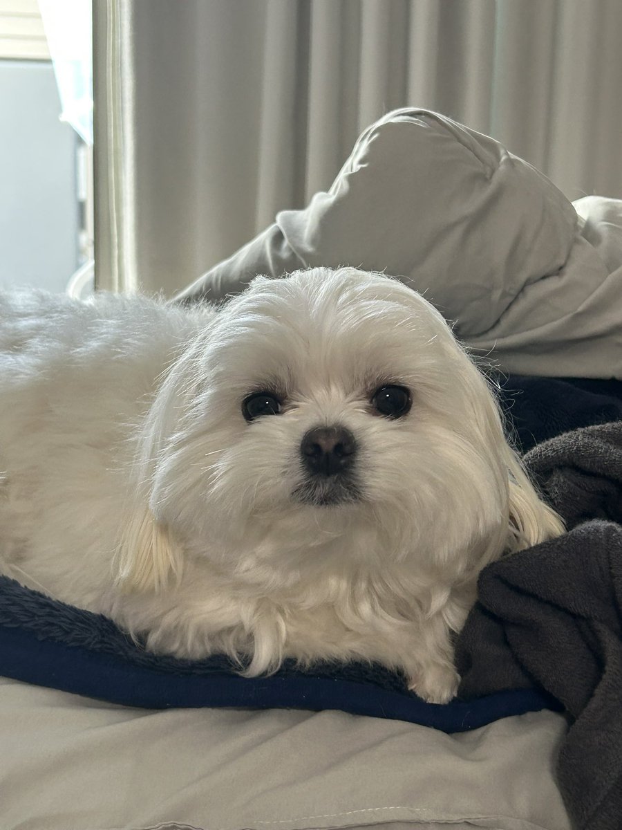 社会のストレスに効く犬 tweet media