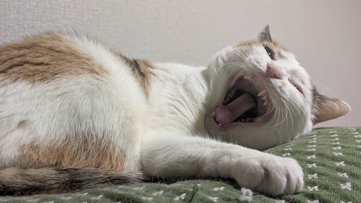 terada_ya's tweet photo. まだ水曜日なのーーーー！？
#ねこ #猫 #猫のいる暮らし #てらだや https://t.co/UZjipScjTx