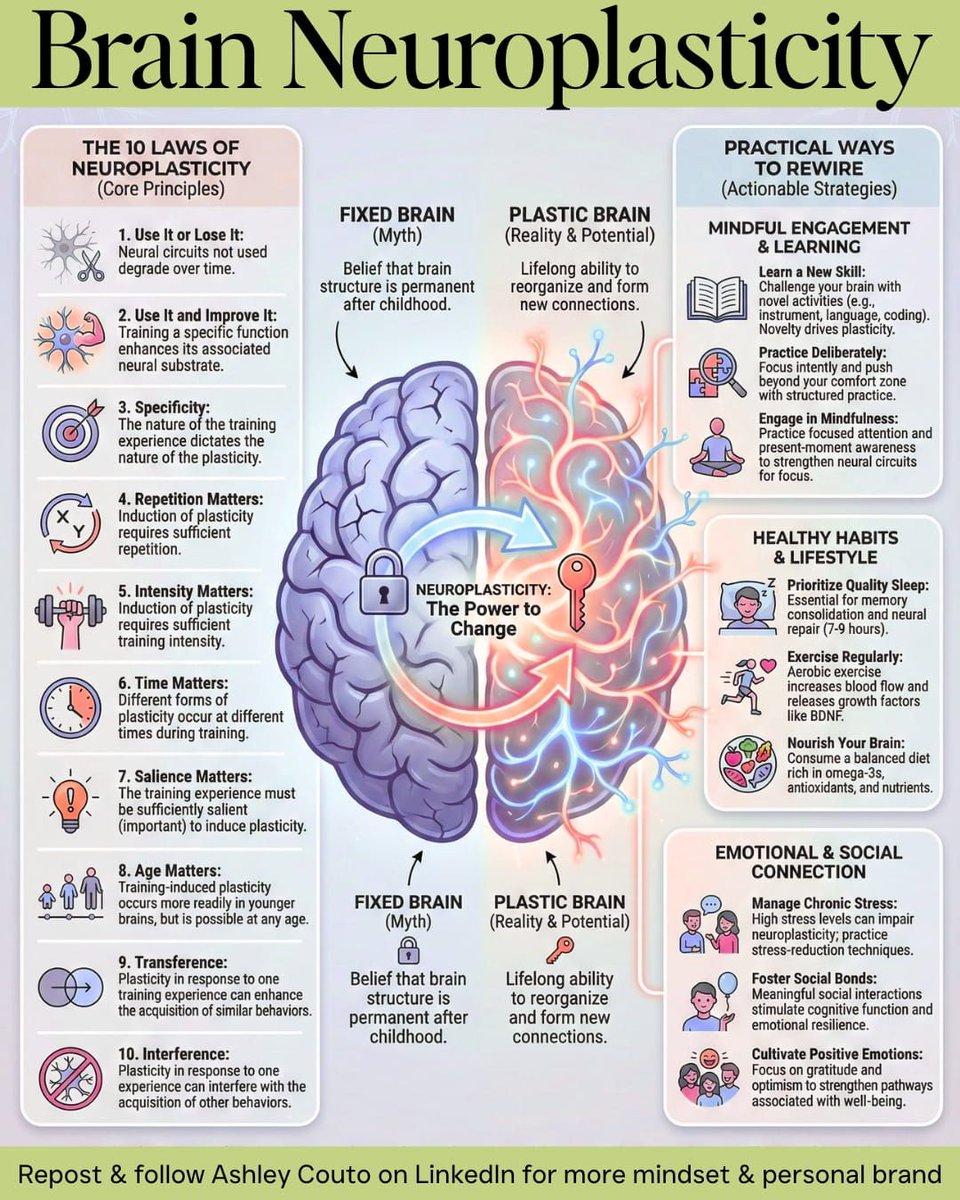CuriousMindsHub's tweet photo. Neuroplasticity: https://t.co/txY2XCUhT2