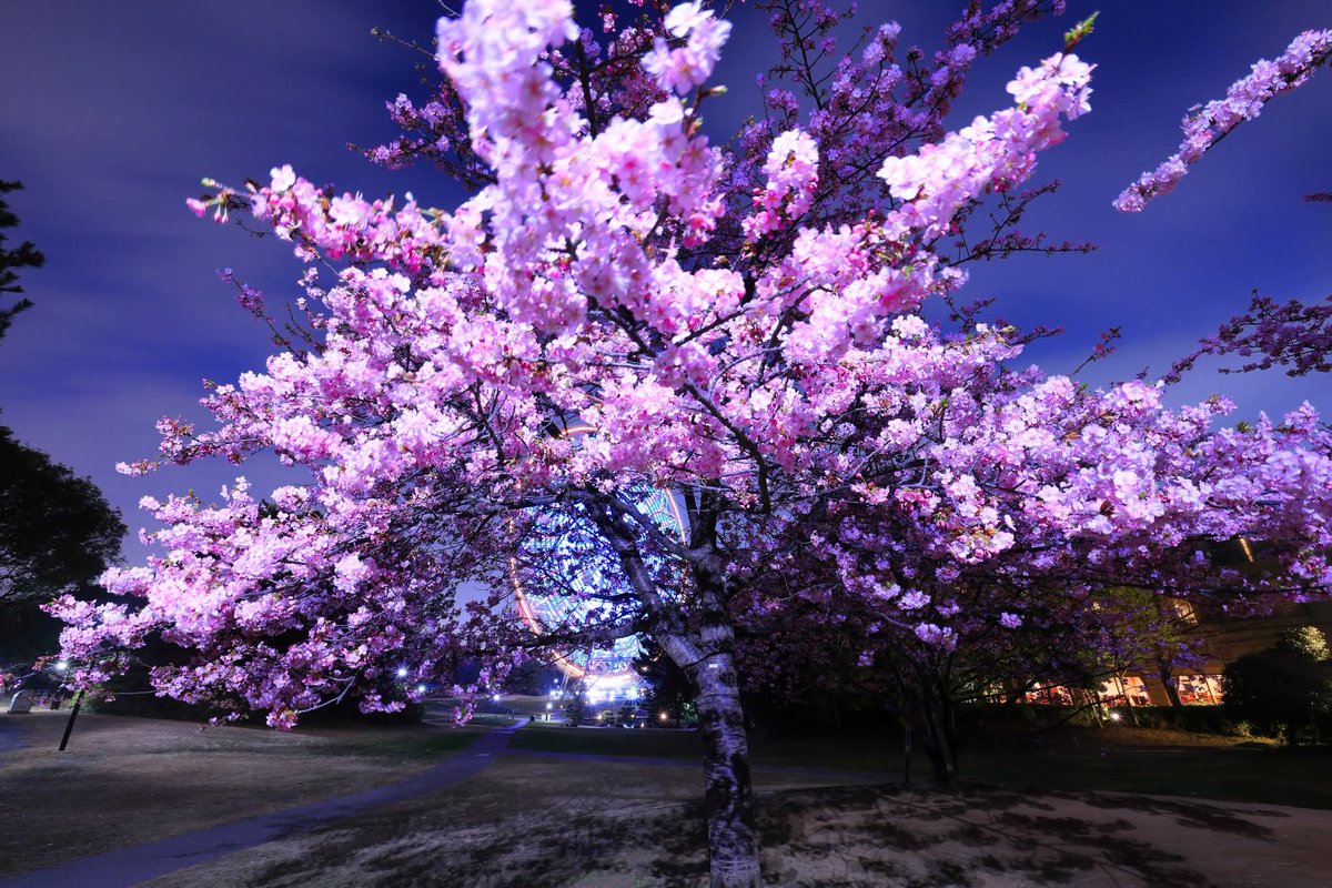 葛西臨海公園の夜 （1） #花 #東京 #flower #wander #photography