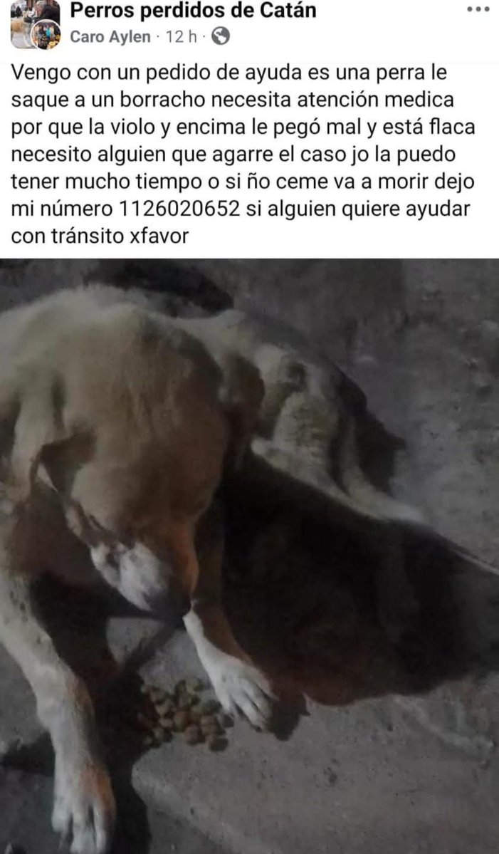 #urgente Perrita violada en gonzalez catan necesita urgente ser atendida por un Veterinario esta muy lastimada es su partecita...