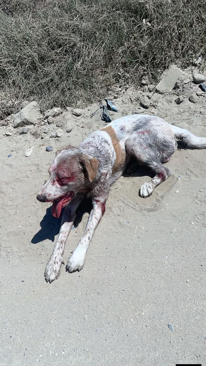 Brenda Etchegaray tweet media