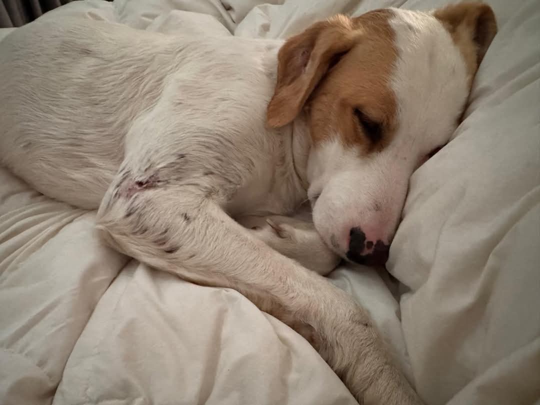 Brenda Etchegaray tweet media