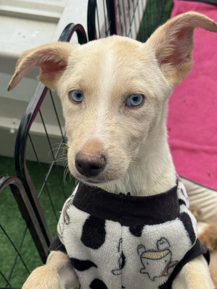 lorena_becerra's tweet photo. El domingo mis compañeras estuvieron en el Parque de los Venados apoyados por personal de la Alcaldía @BJAlcaldia para promover a los perritos que están en adopción. Les presento a algunos de ellos … https://t.co/HKgkHMmpOp