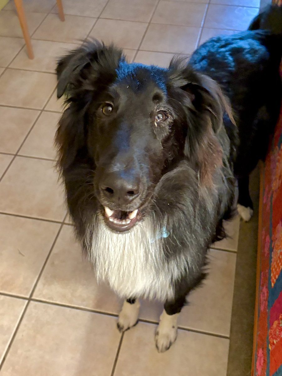 The Snoopervisor 2.0 /Moses (Wilma🌈) tweet media