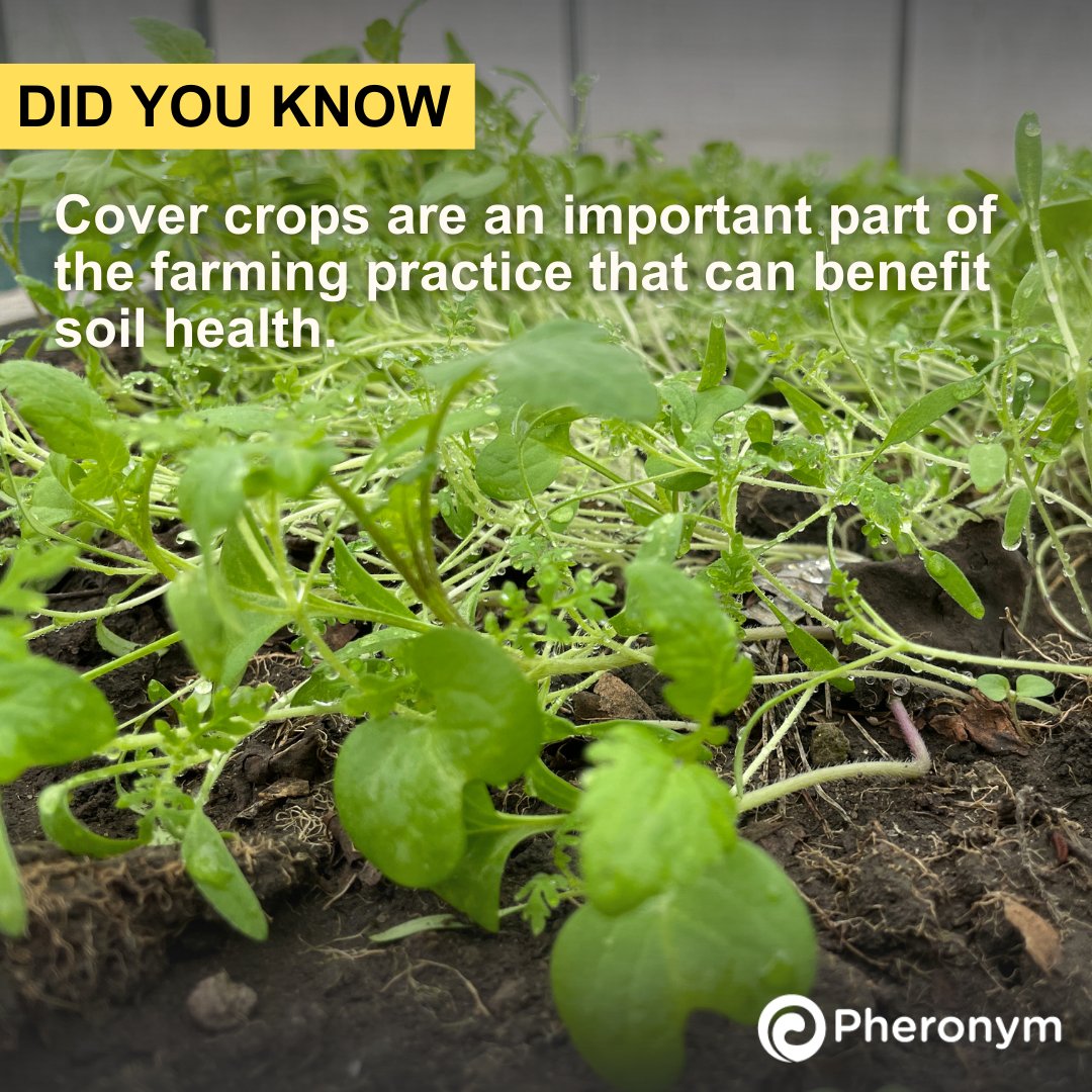 Pheronym tweet media