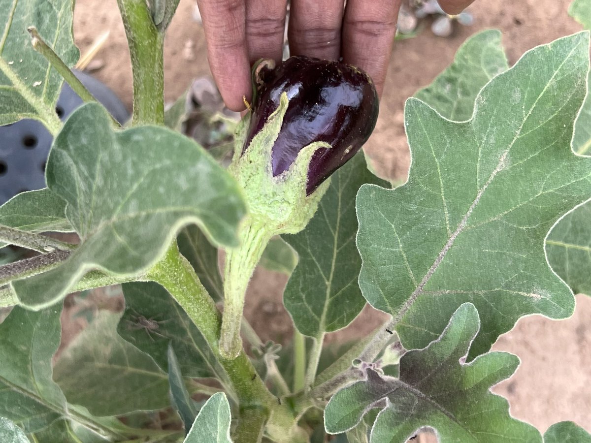 Est-ce que vous savez le plaisir que ça fait de voir les arbres que vous avez planté dans votre ferme (achetée avec vos premiers salaires), donner leurs premiers fruits ? 😭