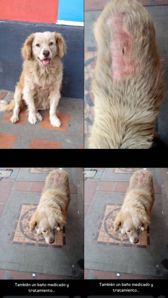 Amigos, les presento a Oso. Un peludito que hace vida en la plaza Bolivar de Tabay Mérida/ Vzla. Está presentando graves problemas en la piel. Se requiere evaluación M.V, baño medicado y Bravecto para 20kg. El señor que le da comida, no tiene recursos.
¿Será que lo ayudamos? 👇🏻🧵