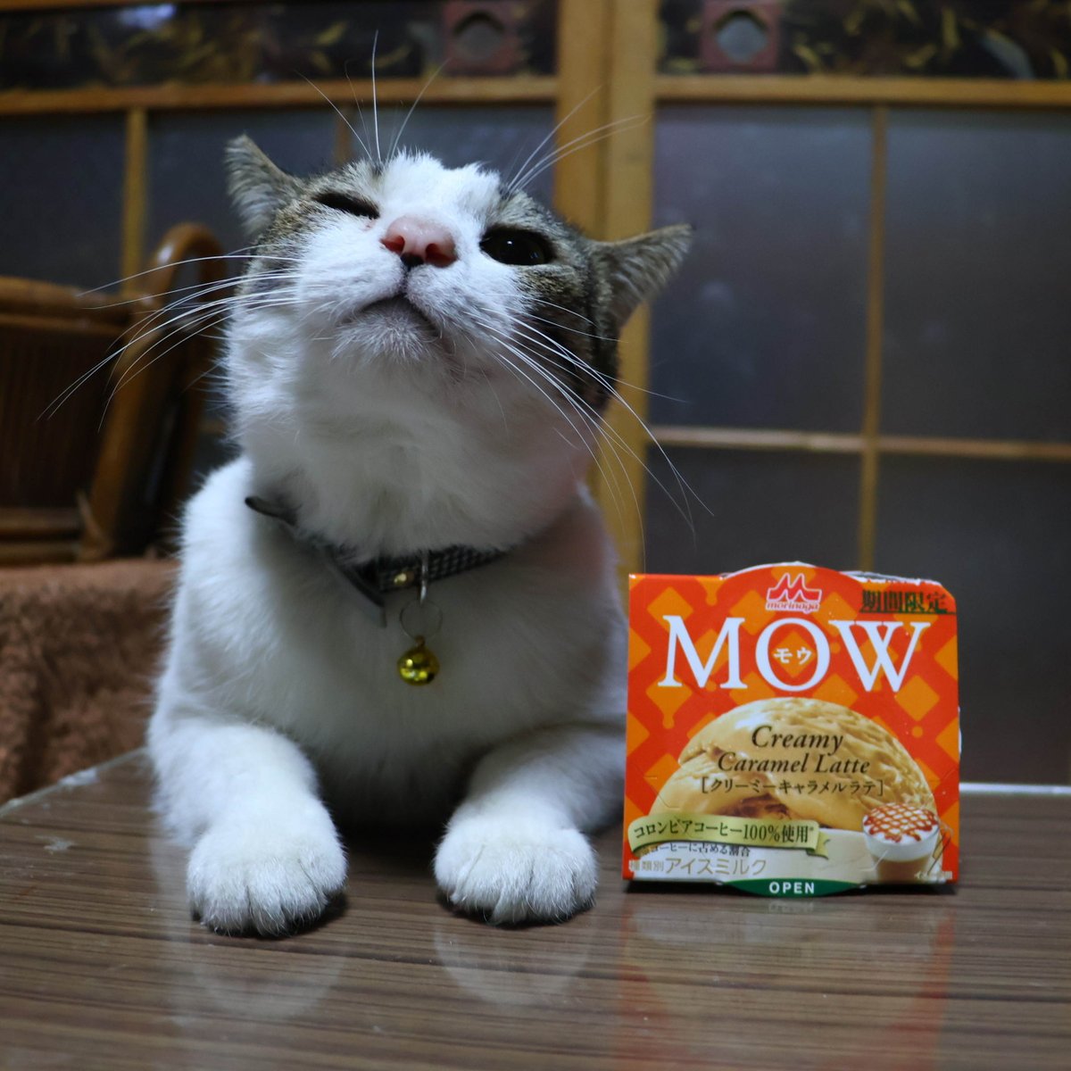 shironeko_1's tweet image. ちゃぶ台のMOW(モウ) クリーミーキャラメルラテ

#MOW(モウ) クリーミーキャラメルラテ
#ちゃぶ台
#テーブル
#ネコ
#ねこ
#猫