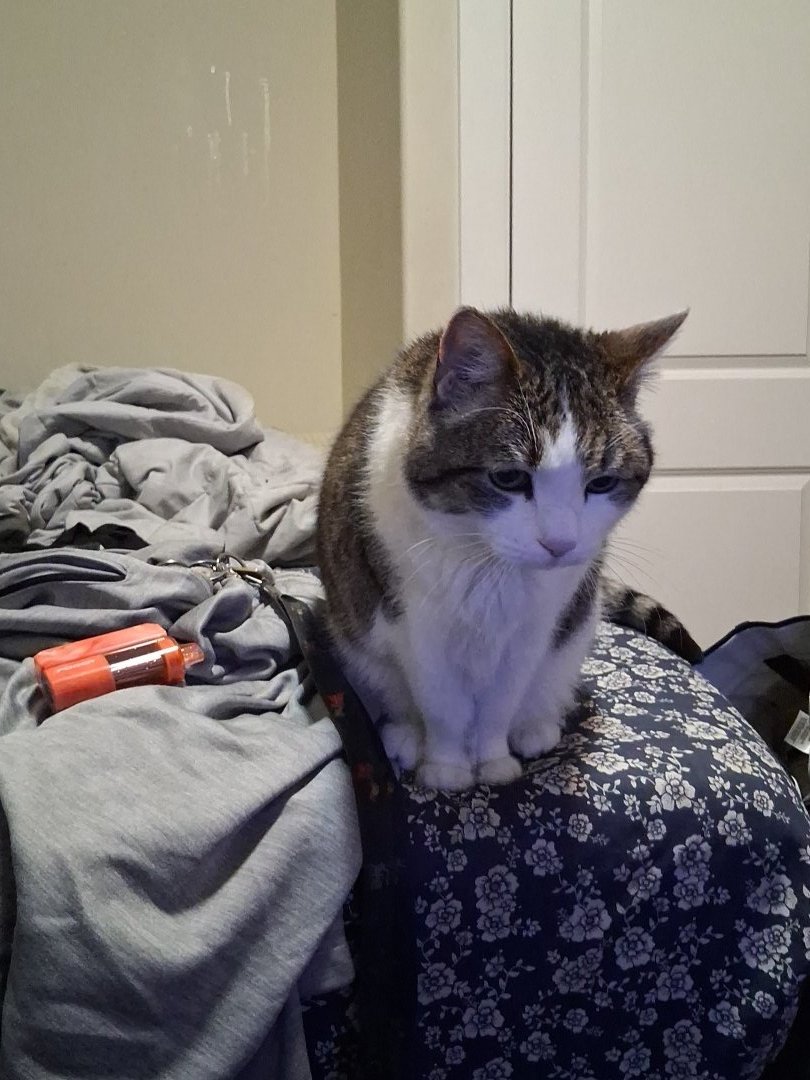 interlo_keeta's tweet photo. @Floofy_Boo Meet my cat Anko alpha very photogenic https://t.co/RifcEvr4Ug