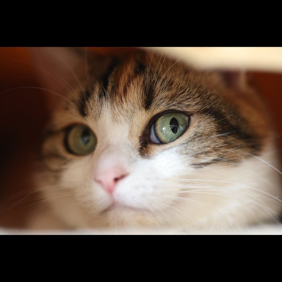 むぎの日常 (@mugi211022) / Posts / X