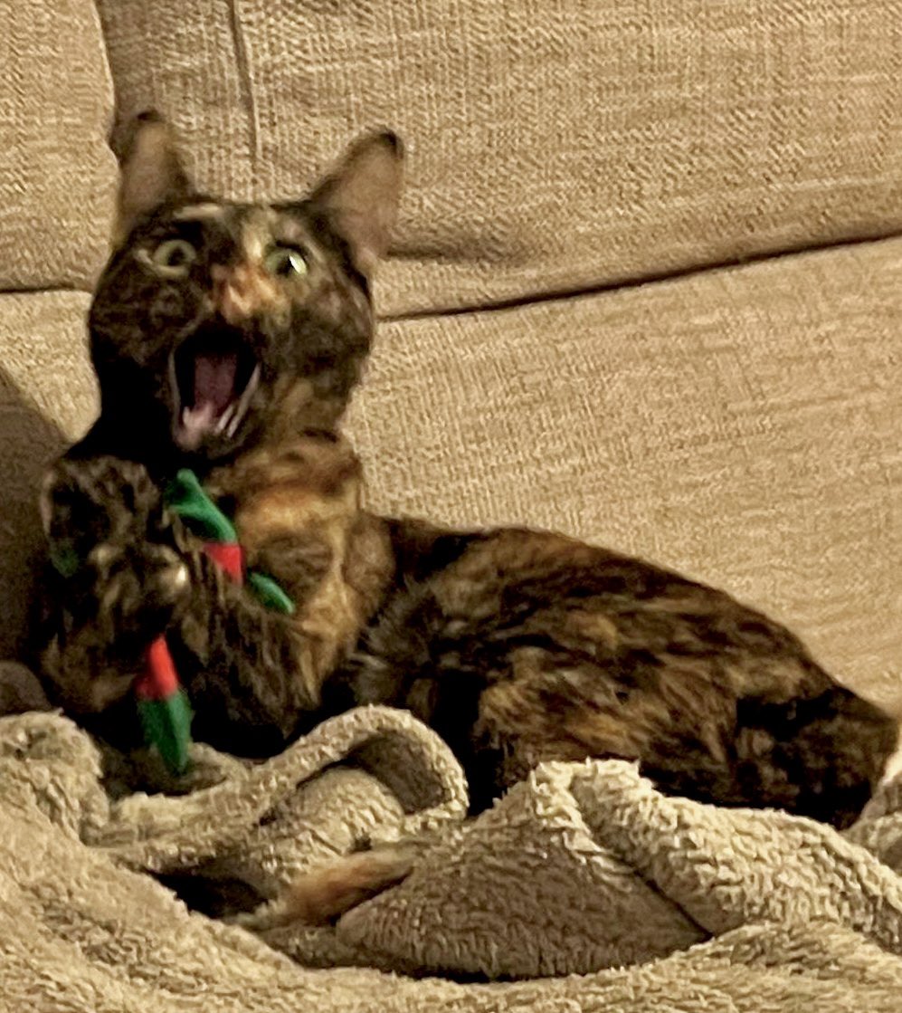 Manu Beltran tweet media