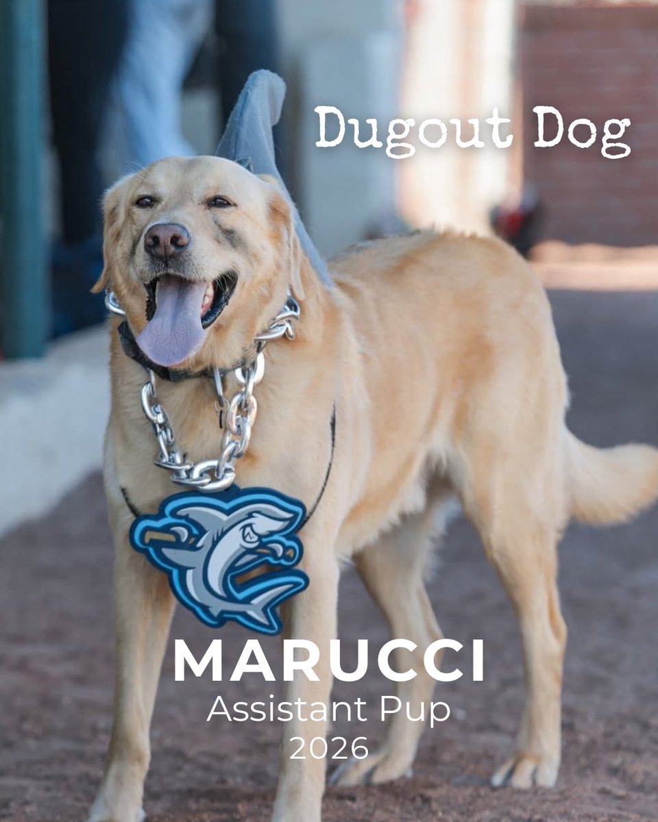 Wilmington Sharks tweet media