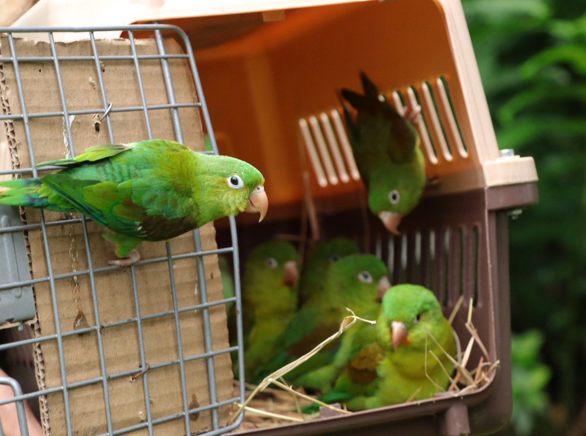 LAFM1150Neiva's tweet photo. En el #Huila más de 1.000 animales silvestres regresaron a su hábitat en 2025.  La CAM atendió 1.690 animales silvestres afectados por el tráfico, la tenencia ilegal, los rescates y las entregas voluntarias fueron liberados tras un largo proceso de #recuperación y rehabilitación. https://t.co/6w2OjhFdzF