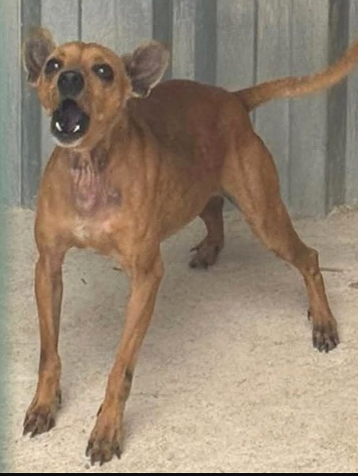 Animals del Maresme 🐾 tweet media