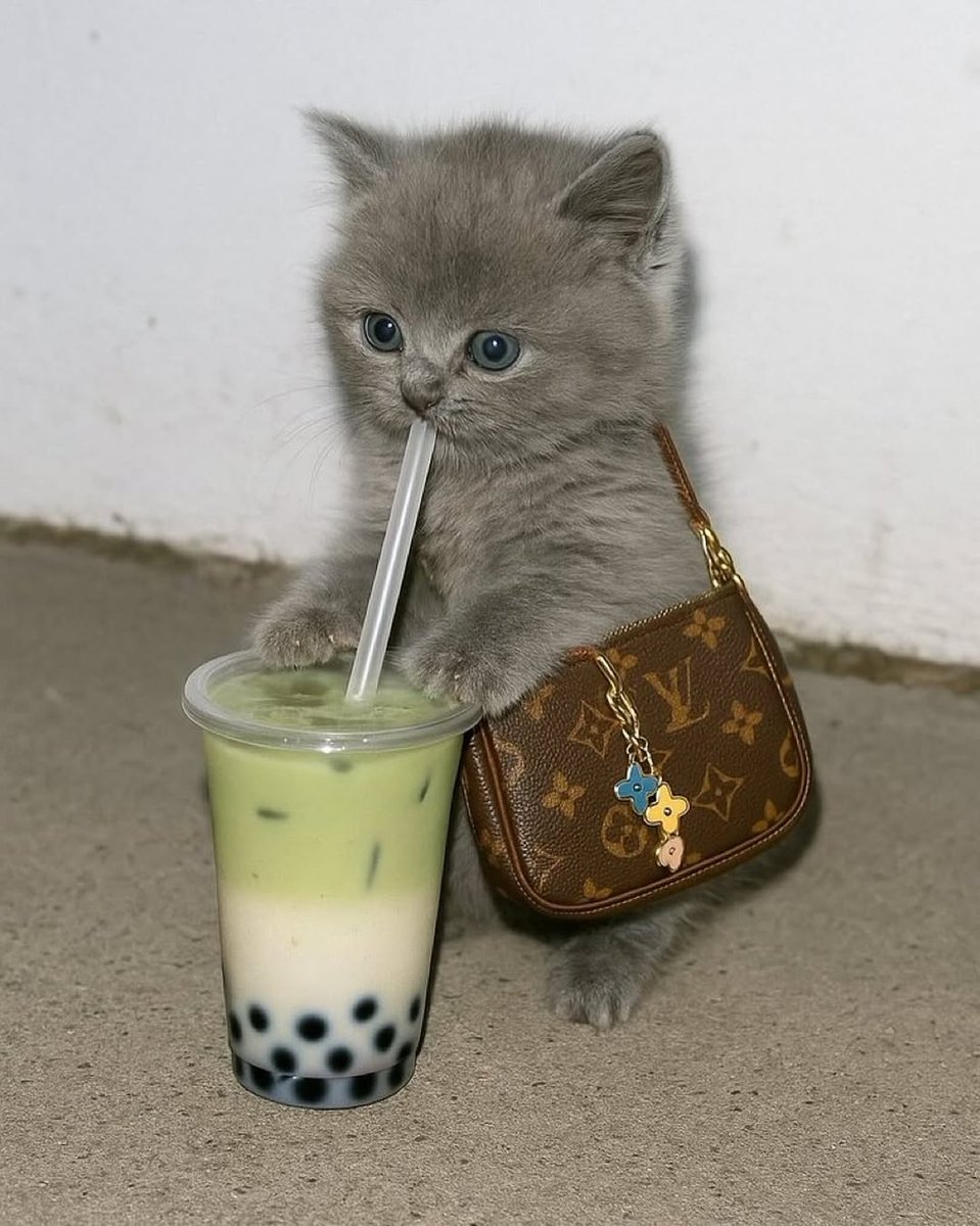 Catsillyness's tweet photo. Going to the mall https://t.co/PsrQiNlDxm