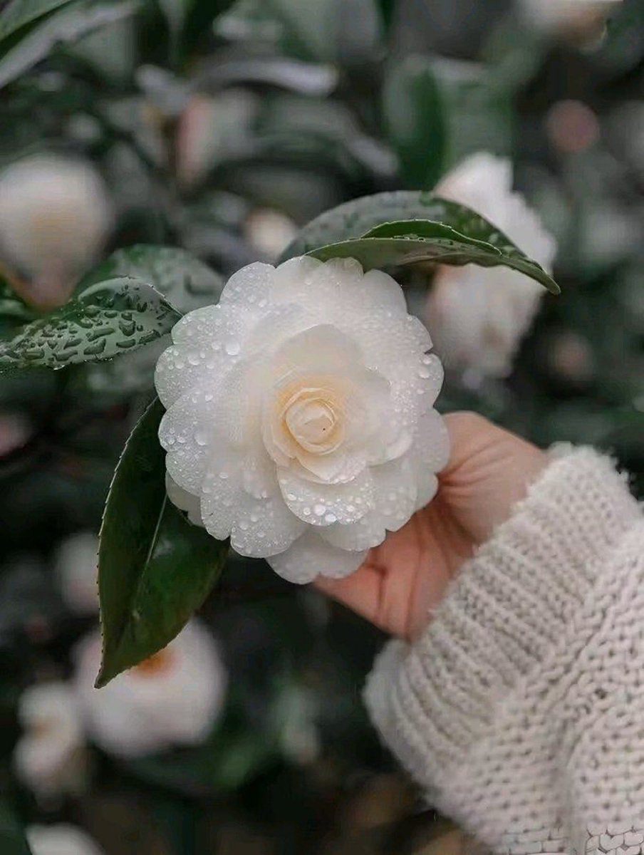 كل طيب يـرزقه ربي على نيّاته ماخذا 
منه الجميل إلا عطاه الأجمل 🍃🌸